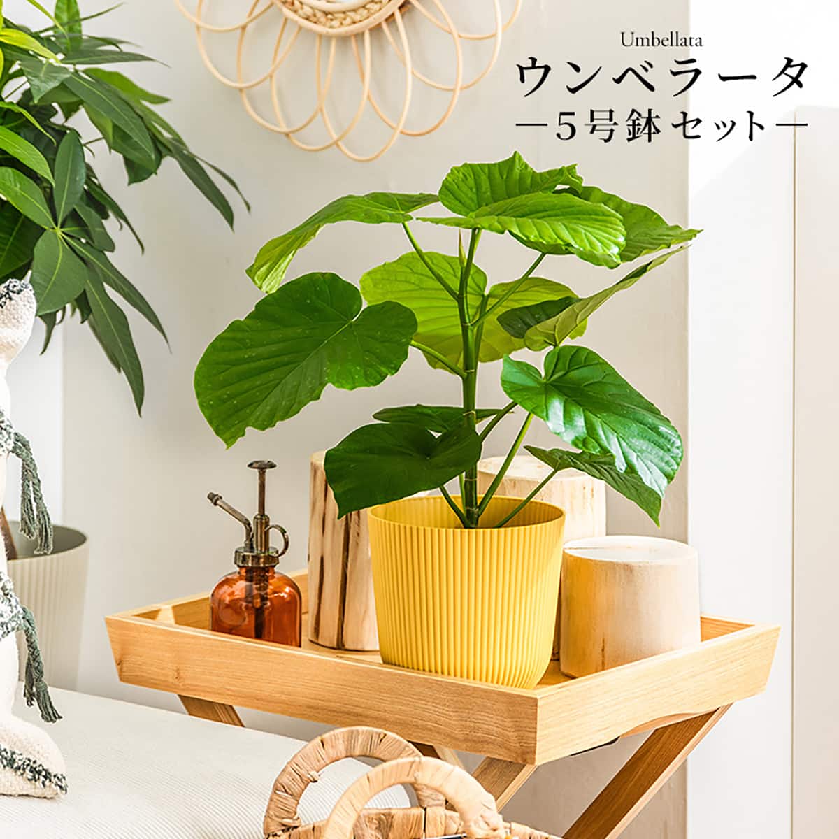 観葉植物】ウンベラータ(5号 プラ鉢付き 石目調 ブラック) | ニトリ