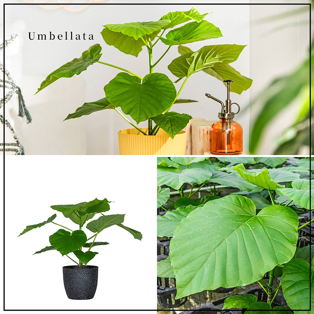 観葉植物】ウンベラータ(5号 プラ鉢付き 石目調 ブラック) | ニトリ