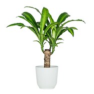 【観葉植物】マッサン(5号 プラ鉢付き ストライプ )