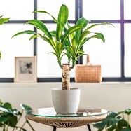 【観葉植物】マッサン(5号 プラ鉢付き 石目調 )