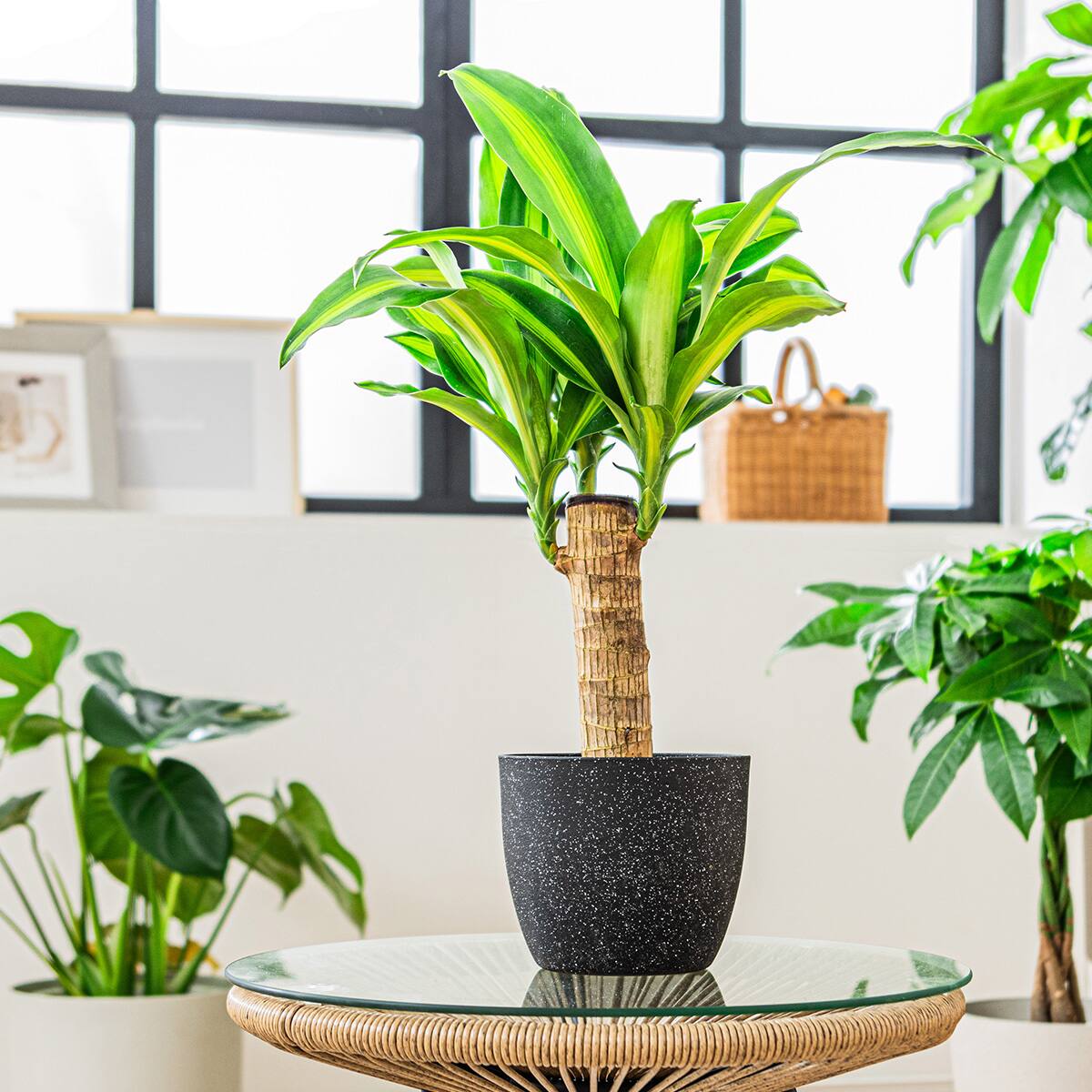 観葉植物】マッサン(5号 プラ鉢付き 石目調 ホワイト) | ニトリネット