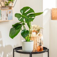 【観葉植物】モンステラ( プラ鉢付き ストライプ)