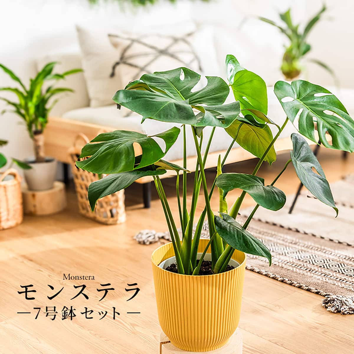 観葉植物】モンステラ(7号 プラ鉢付き ストライプ イエロー) | ニトリ