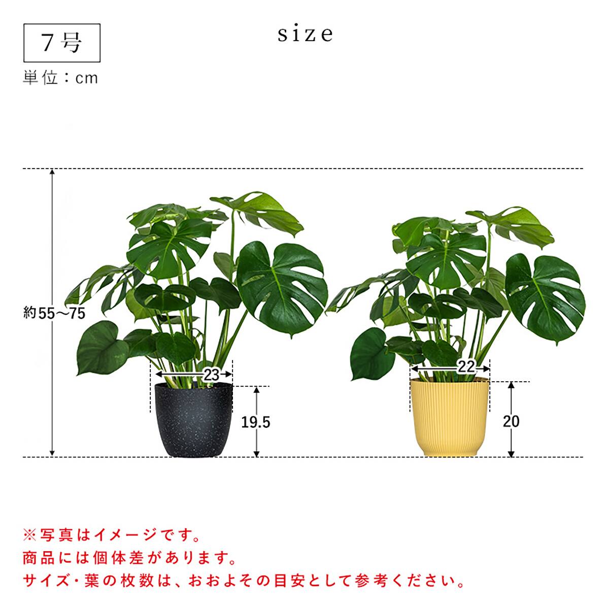 観葉植物】モンステラ(7号 プラ鉢付き ストライプ イエロー) | ニトリ