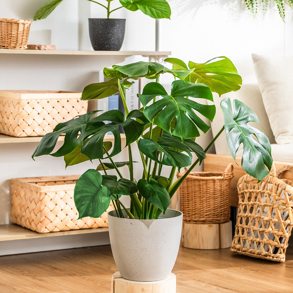 観葉植物】モンステラ(7号 プラ鉢付き 石目調 ブラック) | ニトリ