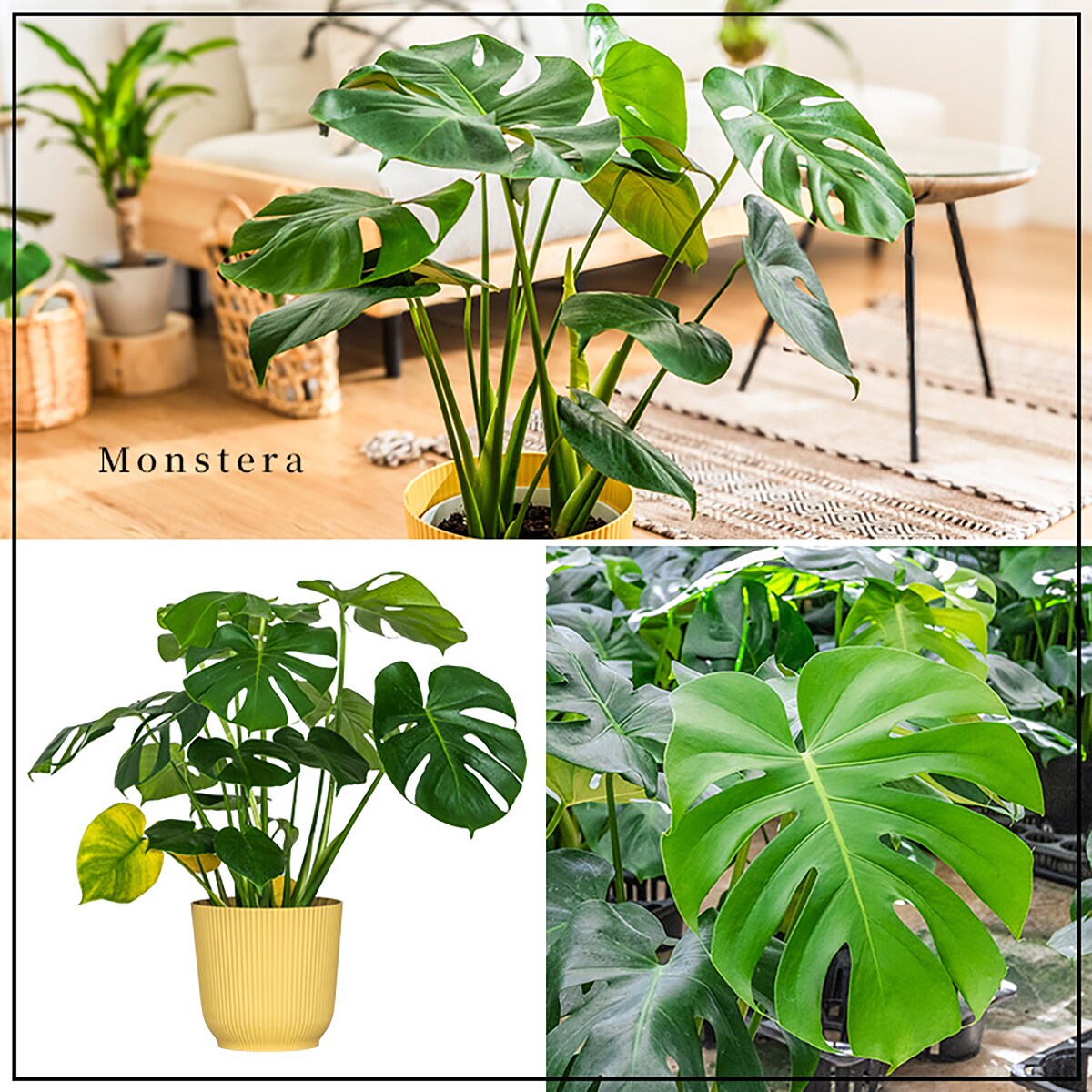 観葉植物】モンステラ(7号 プラ鉢付き 石目調 ブラック
