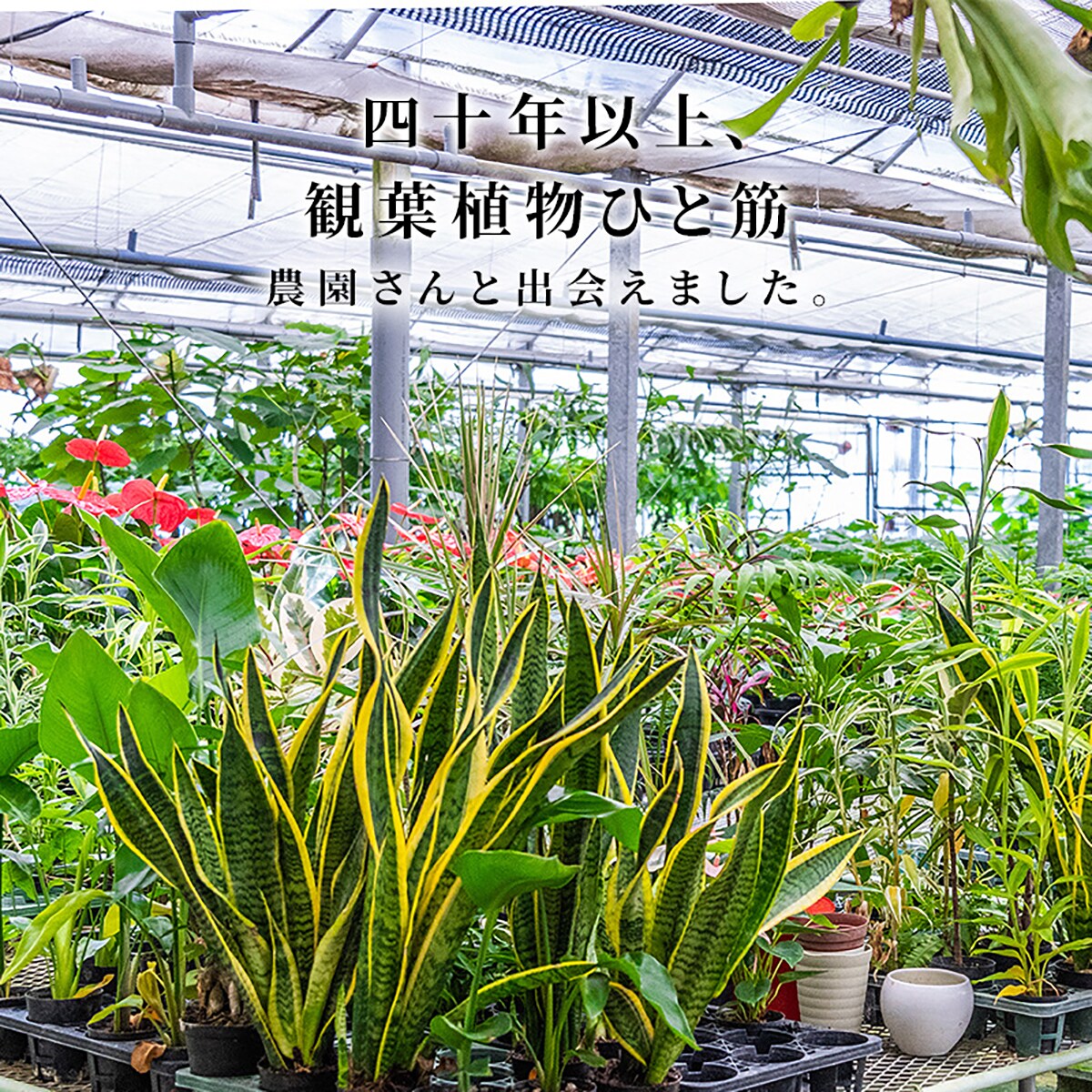 観葉植物】モンステラ(7号 プラ鉢付き 石目調 ブラック) | ニトリ