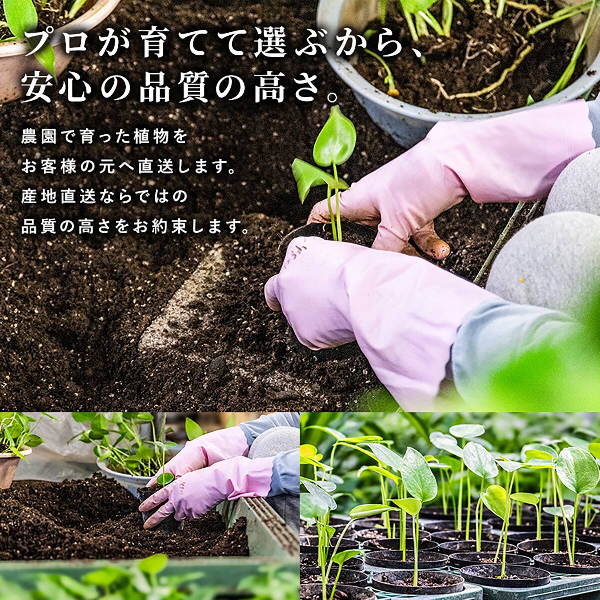 観葉植物】モンステラ(7号 プラ鉢付き 石目調 ブラック) | ニトリ