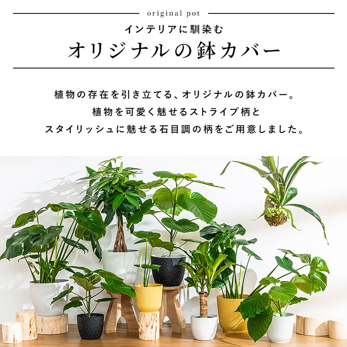 観葉植物】モンステラ(7号 プラ鉢付き 石目調 ブラック