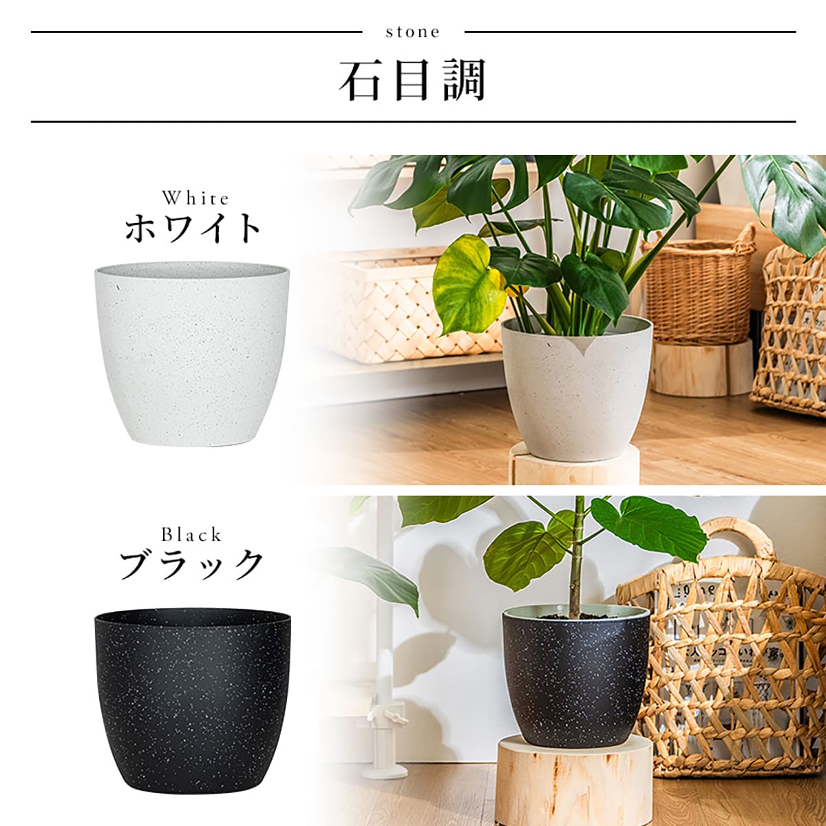 観葉植物】モンステラ(7号 プラ鉢付き 石目調 ブラック