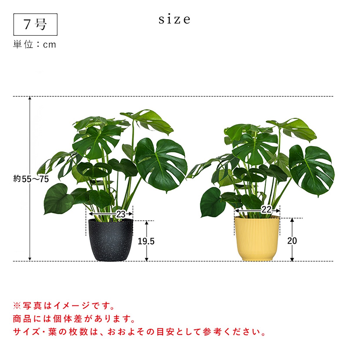 観葉植物】モンステラ(7号 プラ鉢付き 石目調 ブラック