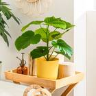 【観葉植物】ウンベラータ(7号 プラ鉢付き ストライプ イエロー) 1枚目画像