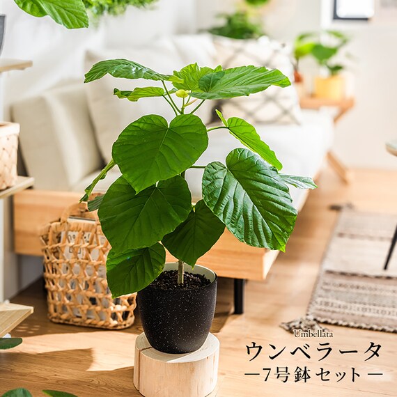 【観葉植物】ウンベラータ(7号 プラ鉢付き ストライプ イエロー) 2枚目画像
