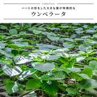 【観葉植物】ウンベラータ(7号 プラ鉢付き ストライプ イエロー) 3枚目画像