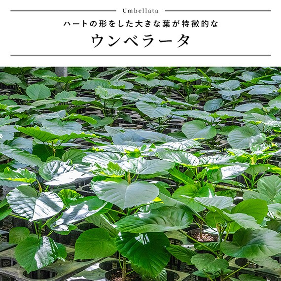 【観葉植物】ウンベラータ(7号 プラ鉢付き ストライプ イエロー) 3枚目画像
