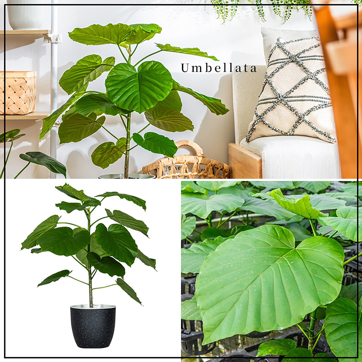 その他観葉植物 nori 観葉植物】ウンベラータ(7号 プラ鉢付き ストライプ イエロー