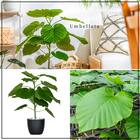 【観葉植物】ウンベラータ(7号 プラ鉢付き ストライプ イエロー) 4枚目画像