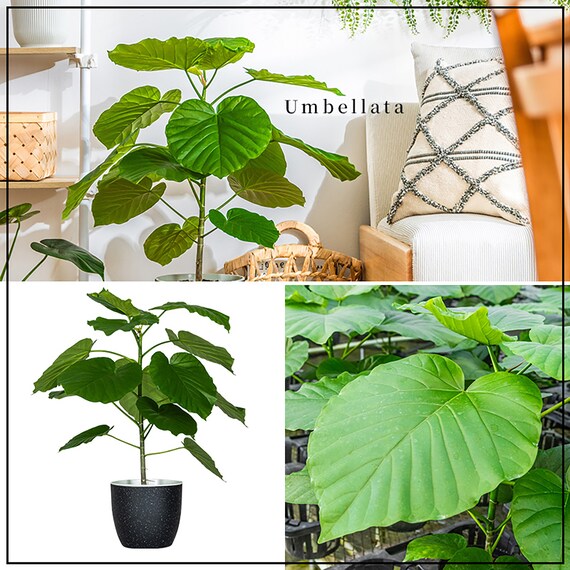 【観葉植物】ウンベラータ(7号 プラ鉢付き ストライプ イエロー) 4枚目画像