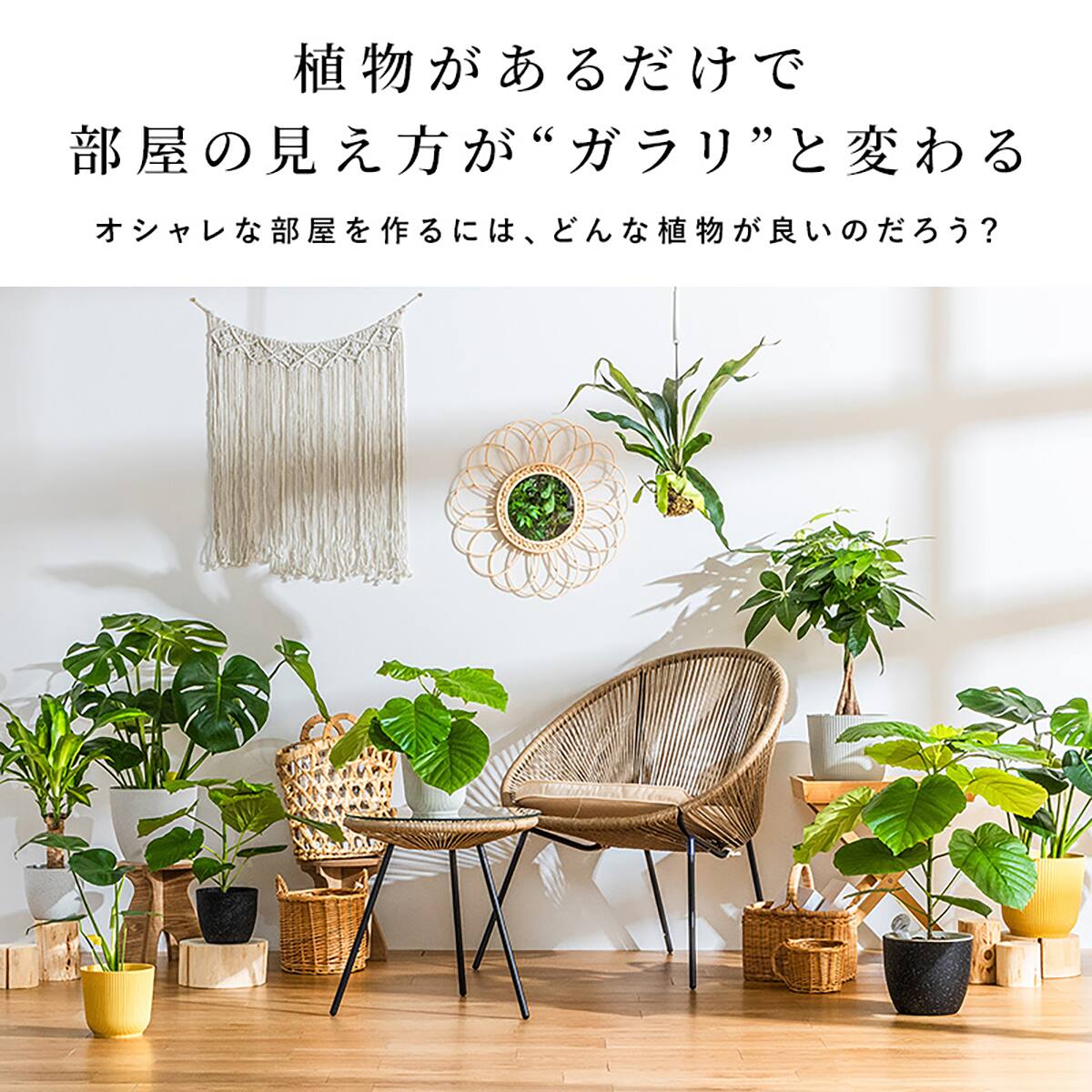 観葉植物】ウンベラータ(7号 プラ鉢付き ストライプ イエロー