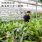 【観葉植物】ウンベラータ(7号 プラ鉢付き ストライプ イエロー) 10枚目画像