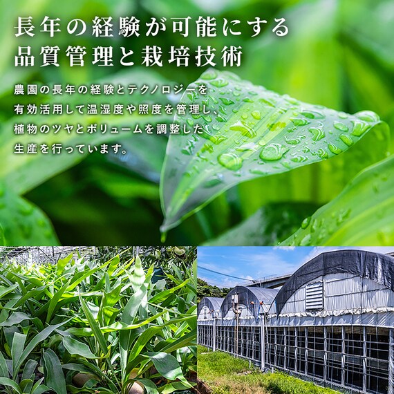 【観葉植物】ウンベラータ(7号 プラ鉢付き ストライプ イエロー) 11枚目画像