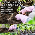 【観葉植物】ウンベラータ(7号 プラ鉢付き ストライプ イエロー) 12枚目画像