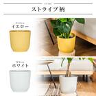 【観葉植物】ウンベラータ(7号 プラ鉢付き ストライプ イエロー) 14枚目画像