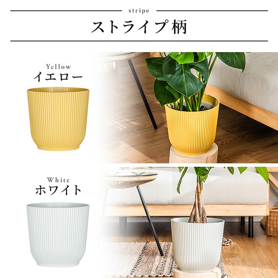 【観葉植物】ウンベラータ(7号 プラ鉢付き ストライプ イエロー) 14枚目画像