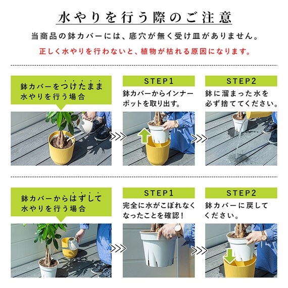 【観葉植物】ウンベラータ(7号 プラ鉢付き ストライプ イエロー) 15枚目画像