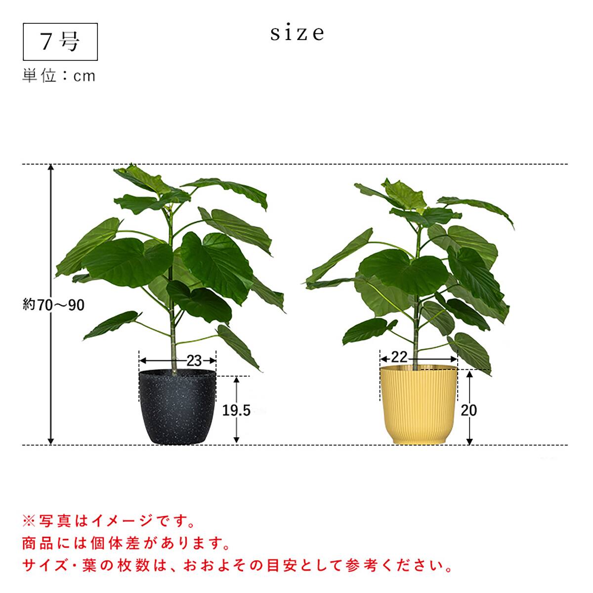 観葉植物】ウンベラータ(7号 プラ鉢付き ストライプ イエロー