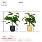 【観葉植物】ウンベラータ(7号 プラ鉢付き ストライプ イエロー) 16枚目画像
