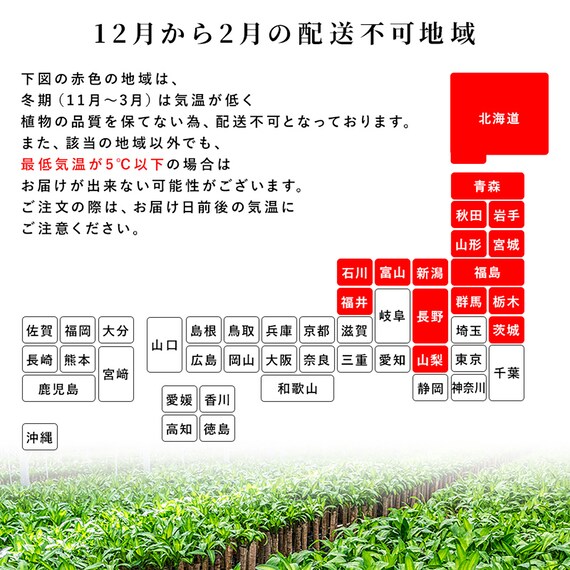 【観葉植物】ウンベラータ(7号 プラ鉢付き ストライプ イエロー) 19枚目画像