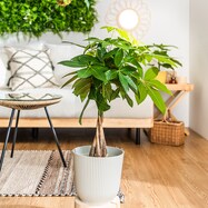 【デコホーム商品】【観葉植物】パキラ(7号 プラ鉢付き ストライプ )