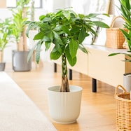 【観葉植物】パキラ(7号 プラ鉢付き ストライプ )