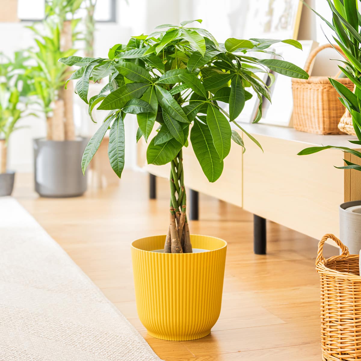 その他観葉植物 N 観葉植物】パキラ(7号 プラ鉢付き ストライプ ホワイト) | ニトリ