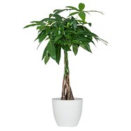 【観葉植物】パキラ(7号 プラ鉢付き 石目調 )