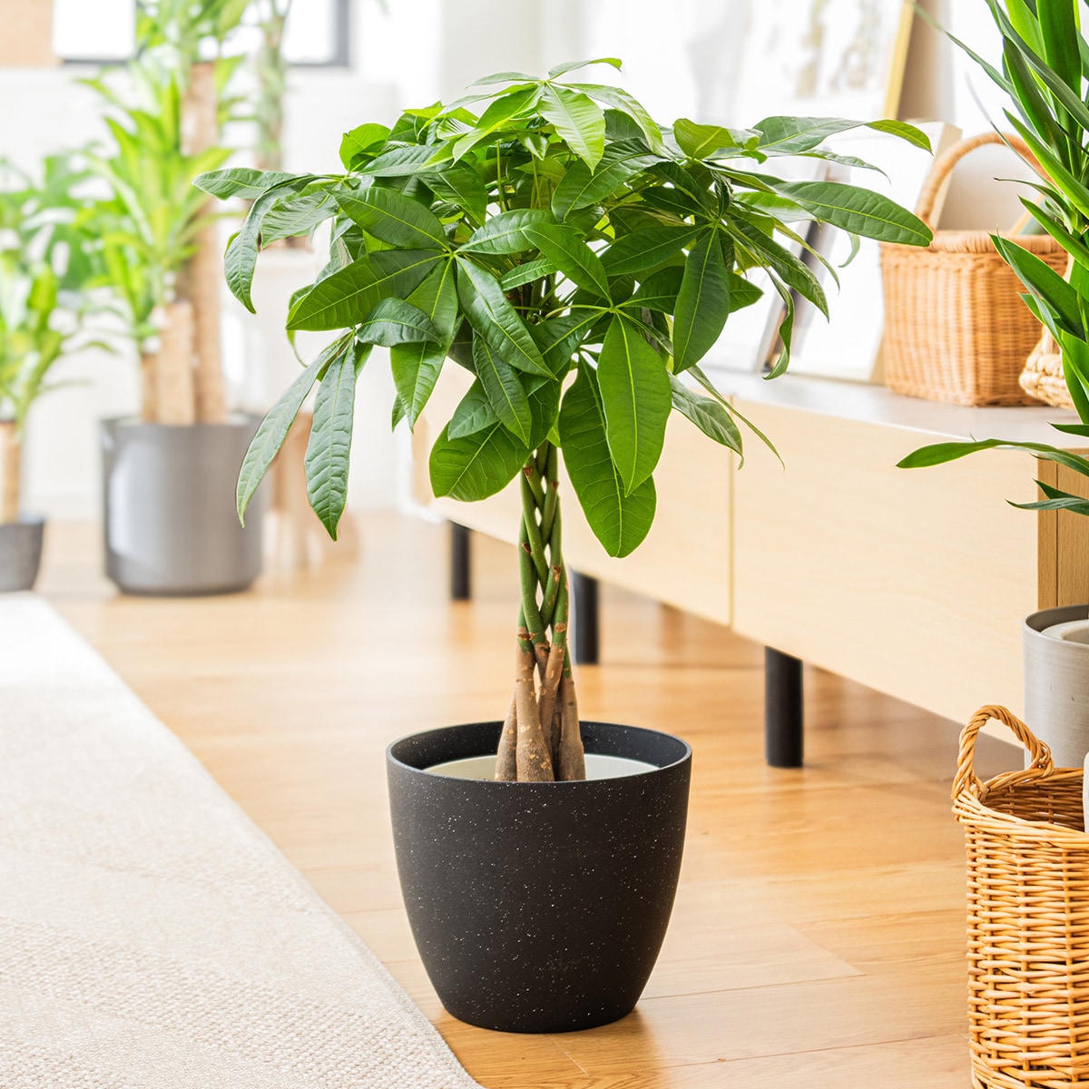 観葉植物】パキラ(7号 プラ鉢付き 石目調 ブラック) | ニトリネット