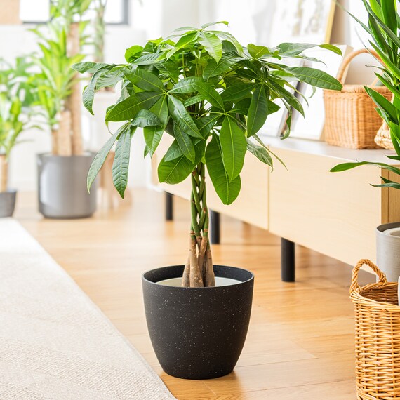 観葉植物】パキラ(7号 プラ鉢付き 石目調 ブラック) | ニトリネット 