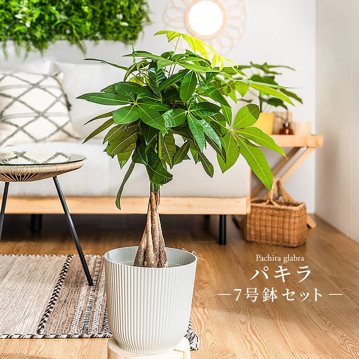 観葉植物】パキラ(7号 プラ鉢付き 石目調 ブラック) | ニトリネット