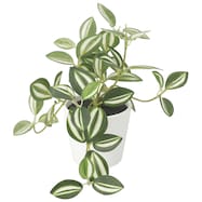 卓上グリーン YX (S/M/L)