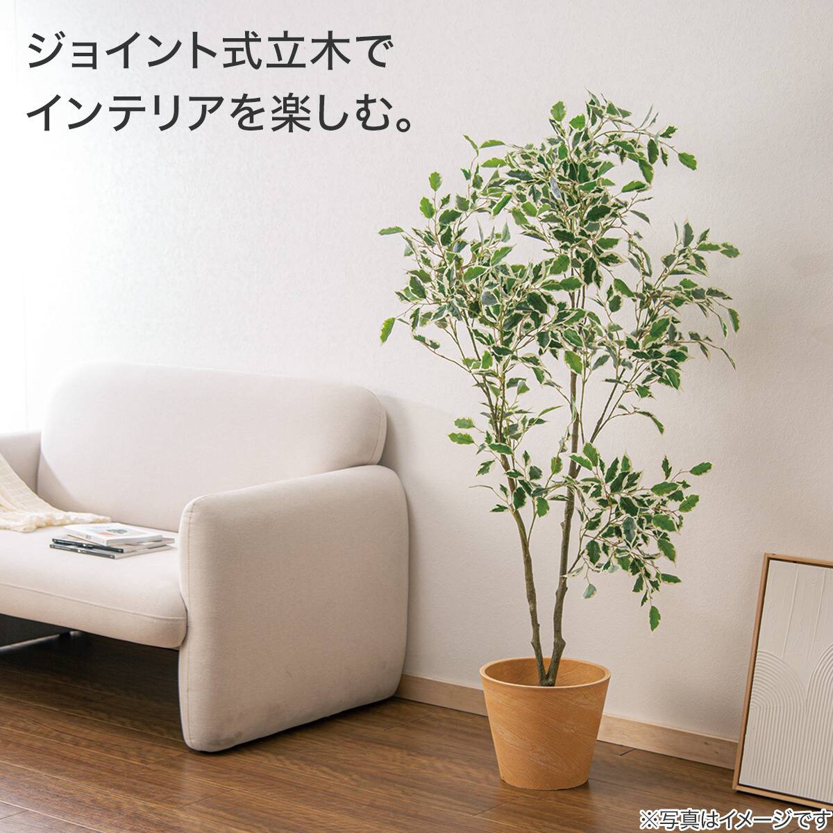 立木 フィカス ジョイント式(YX04) | ニトリネット【公式】 家具