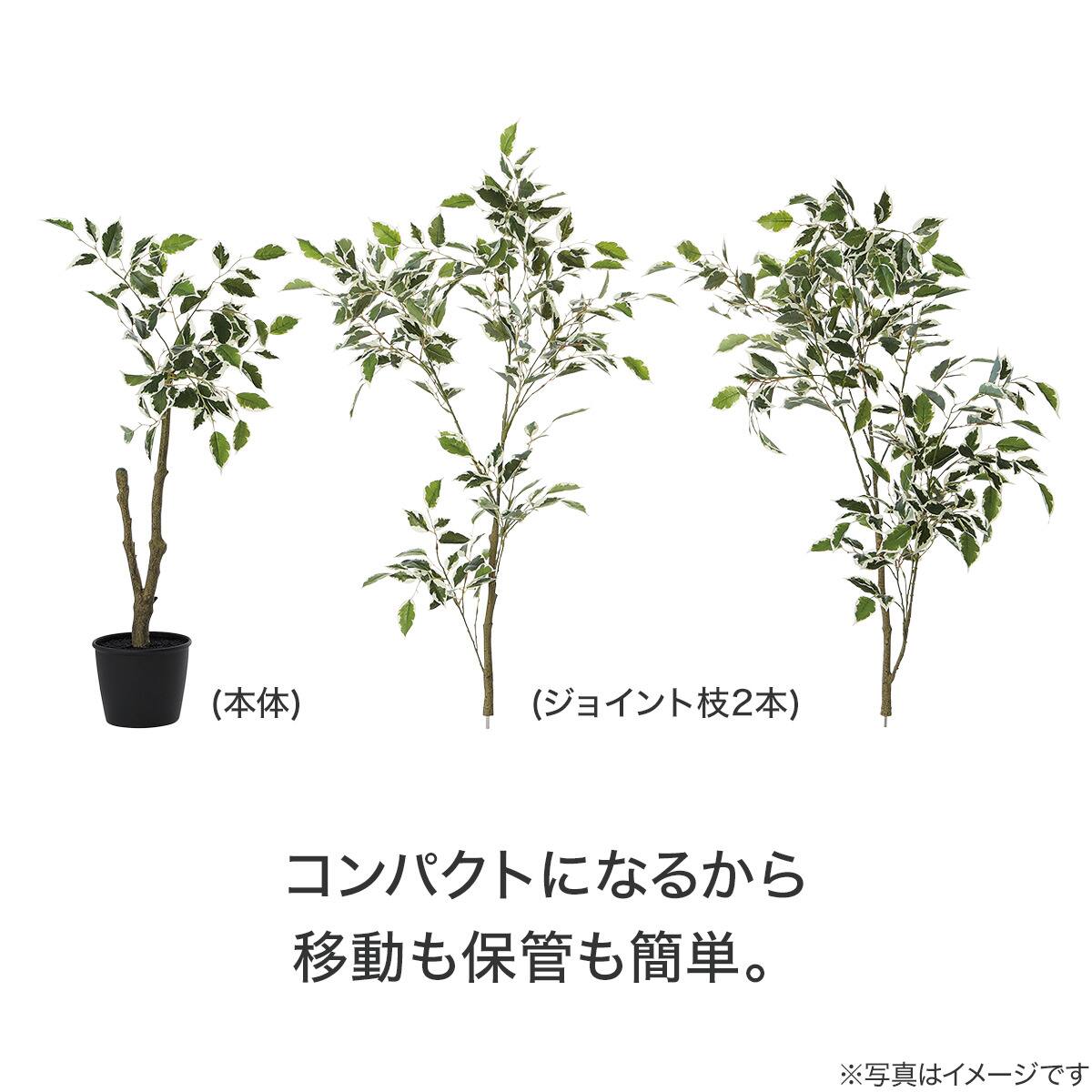 立木 フィカス ジョイント式(YX04) | ニトリネット【公式】 家具