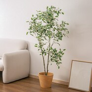 立木 フィカス ジョイント式(YX04)