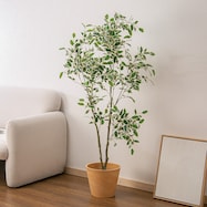 立木 フィカス ジョイント式(YX04)