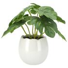 たまごポットグリーン(モンステラ HA12) 1枚目画像