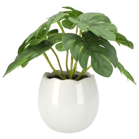 たまごポットグリーン(モンステラ HA12) 1枚目画像