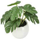 たまごポットグリーン(モンステラ HA12) 2枚目画像