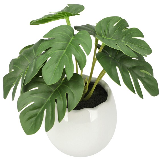 たまごポットグリーン(モンステラ HA12) 2枚目画像