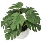 たまごポットグリーン(モンステラ HA12) 3枚目画像