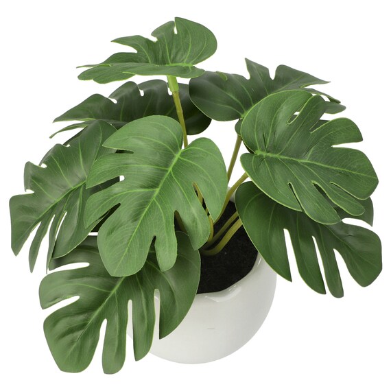 たまごポットグリーン(モンステラ HA12) 3枚目画像